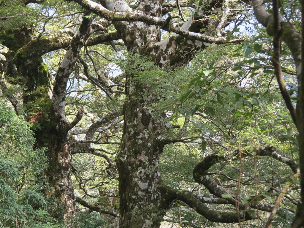 太平山台灣山毛櫸步道_186173