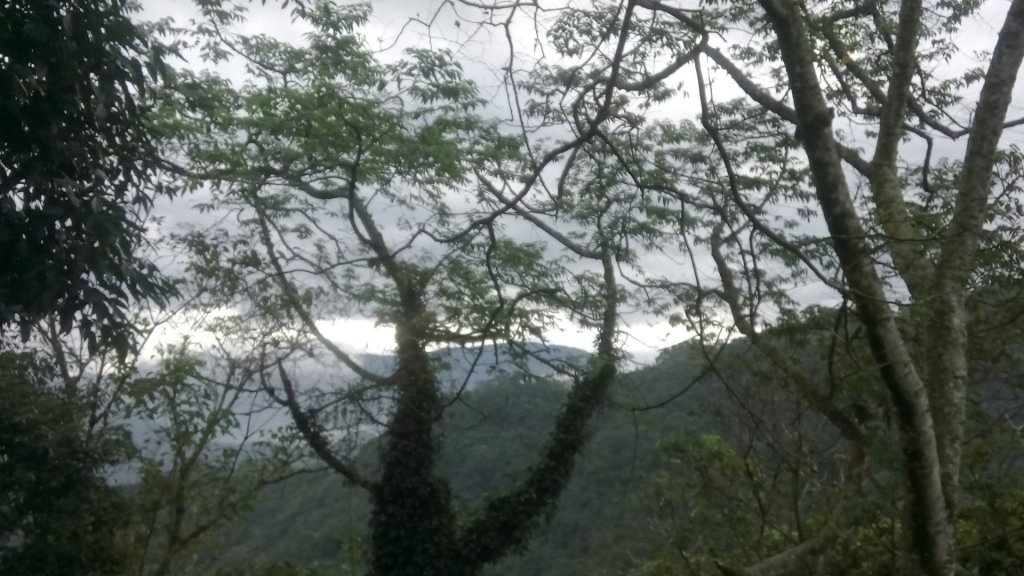 雙石8走（石門山，石牛山小百岳）油井窩山_485699