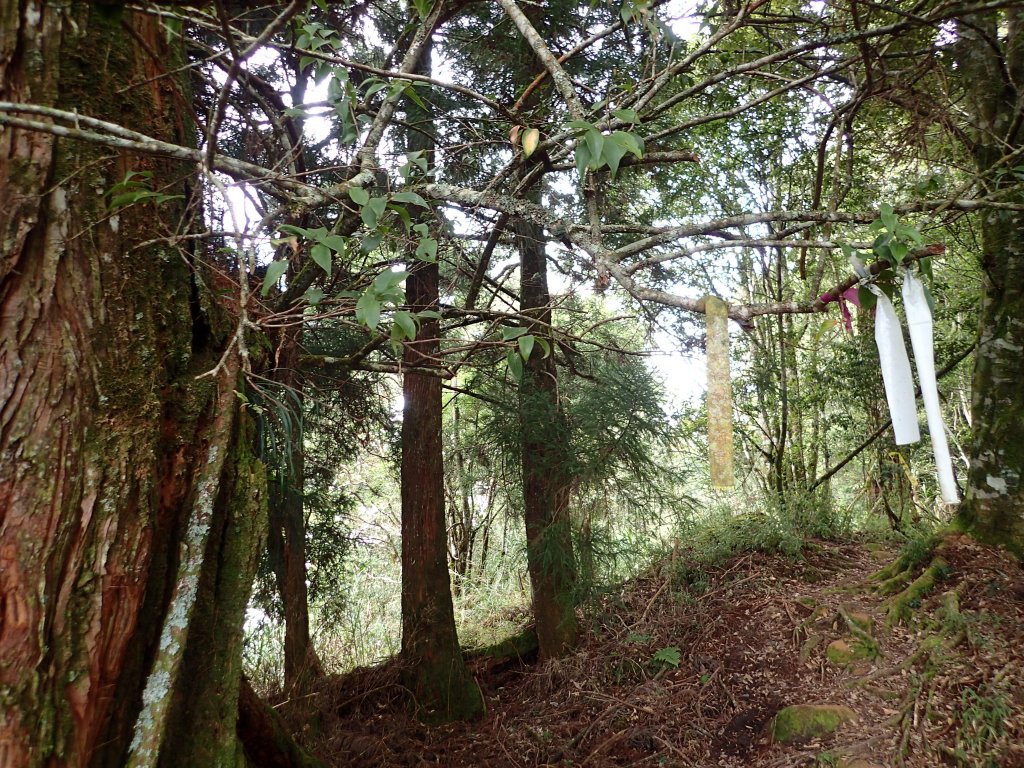 新阿溪縱走_447040