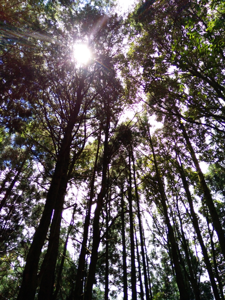 檜山巨木群步道_53581