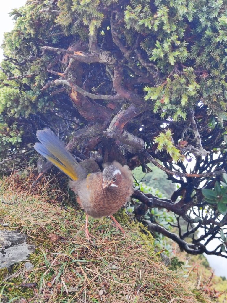 合歡群峰_2663657