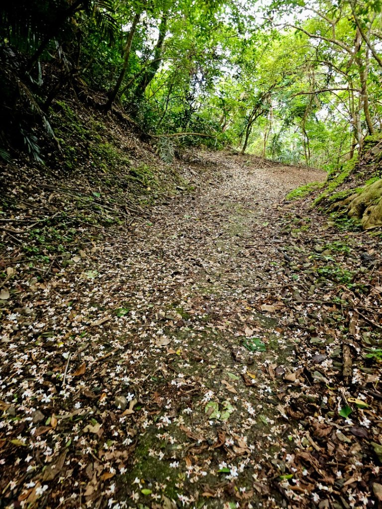 加奈美山-小百岳#95-台東縣大武鄉_2777004