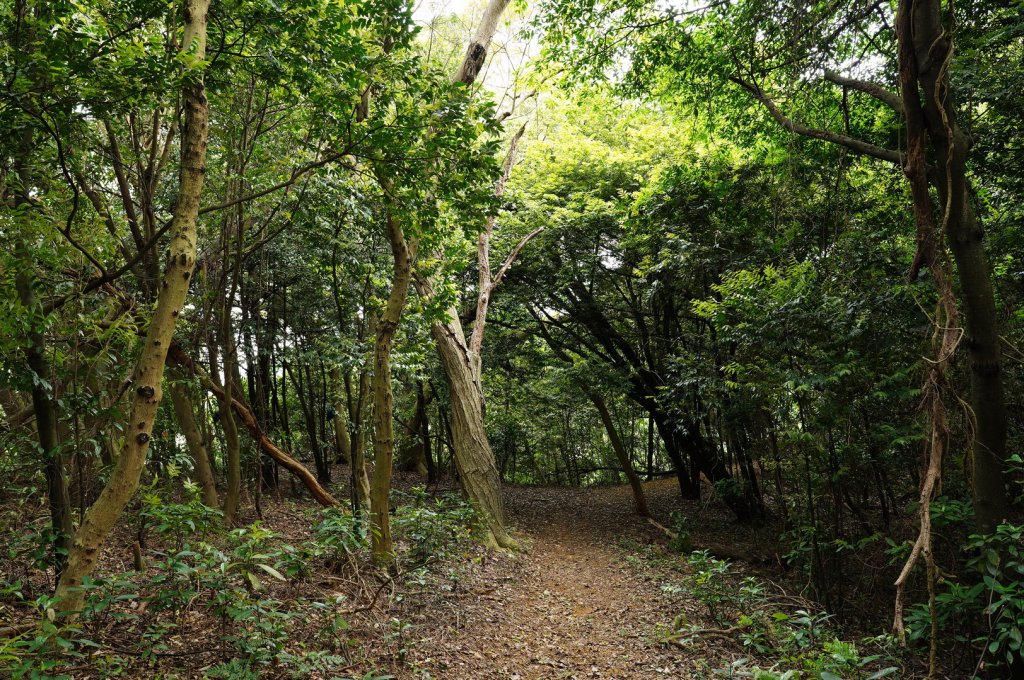 臺北 士林 玉稠湖山、石角山、白雲山、天母山_2496005