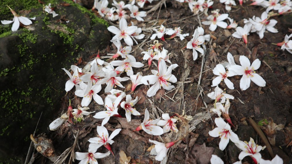 雙石縱走登山健行趣(小百岳24號&25號)_2169419