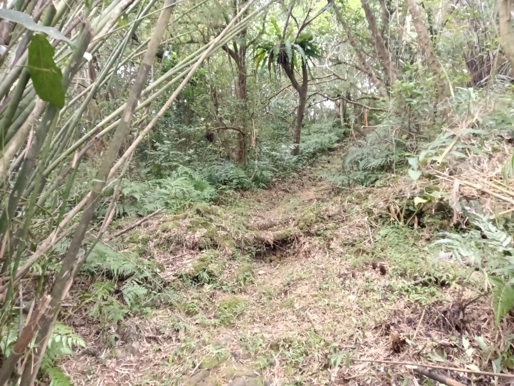 雙溪區東內平林山+上平林山+平林山去回_2952507