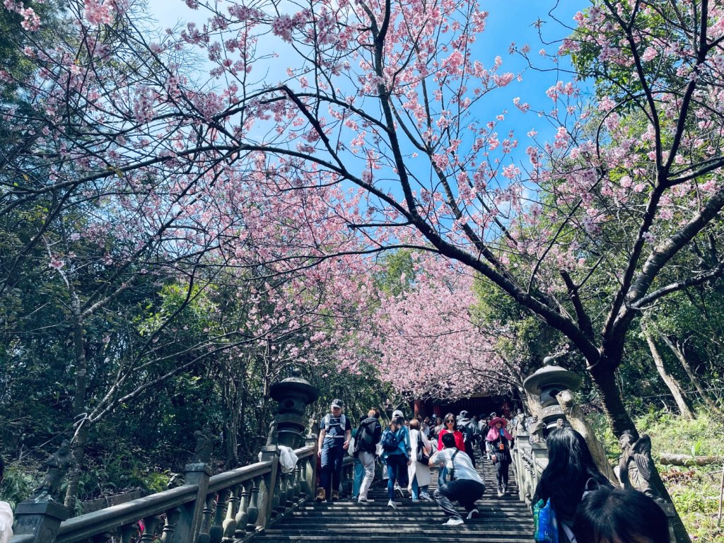 20250228 碧山巖賞櫻&鯉魚山步道_2736091