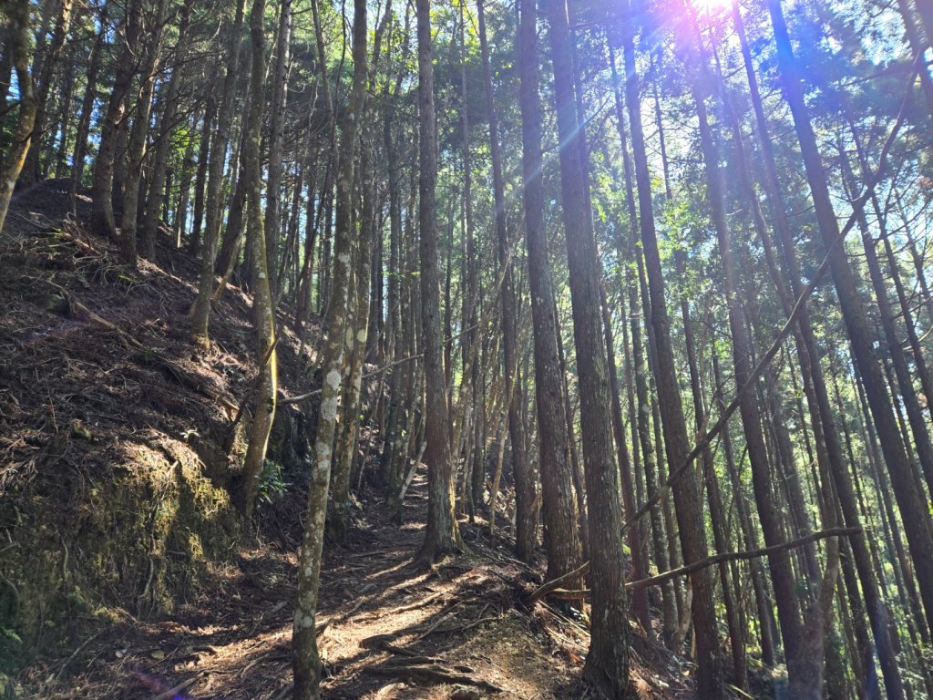 油羅山_3014861