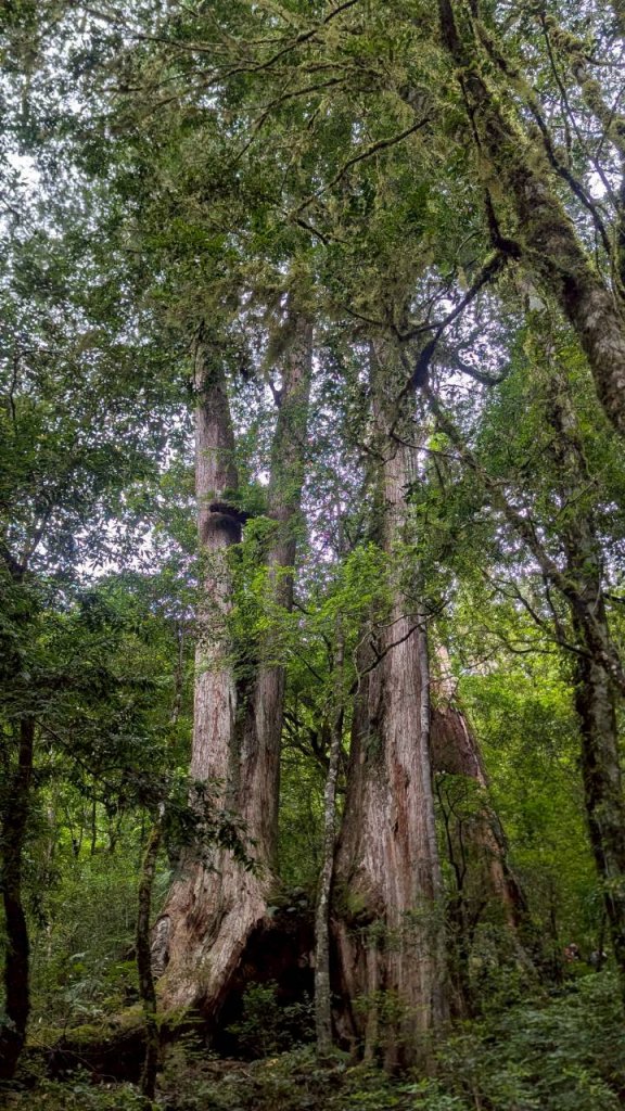 鎮西堡巨木步道群 (B區)_2861165
