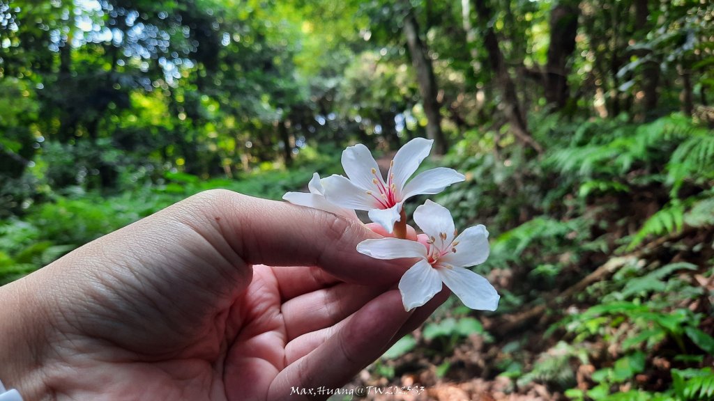 《苗栗》關刀出關｜三義關刀山出關古道(聖關段-苗56)20250905_2878773
