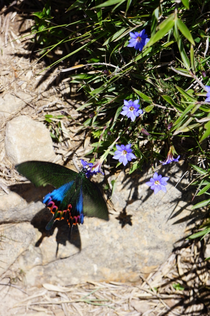 20140705差一點葛屁的合歡北西行_6881