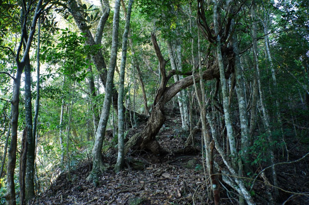 台中 和平 南松鶴山、八仙山、東松鶴山_2877932