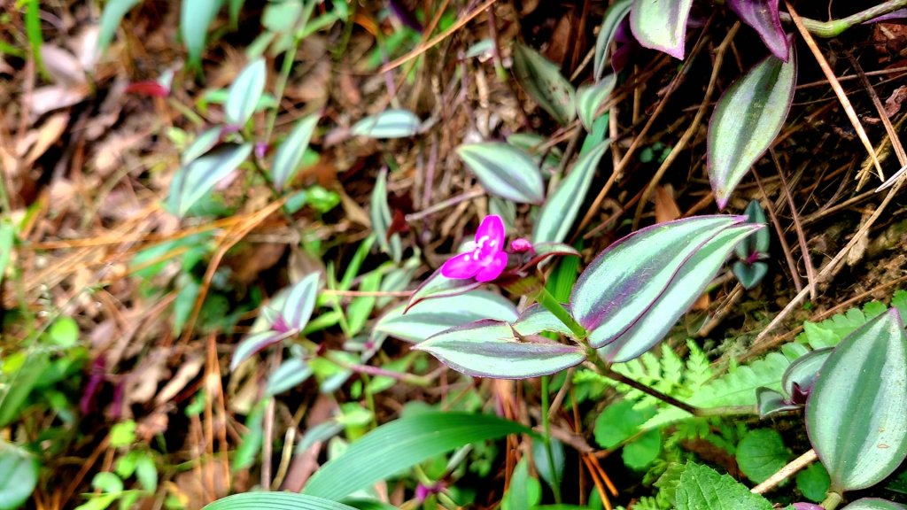 小百岳關刀山889m+銅鑼杭菊_1924030