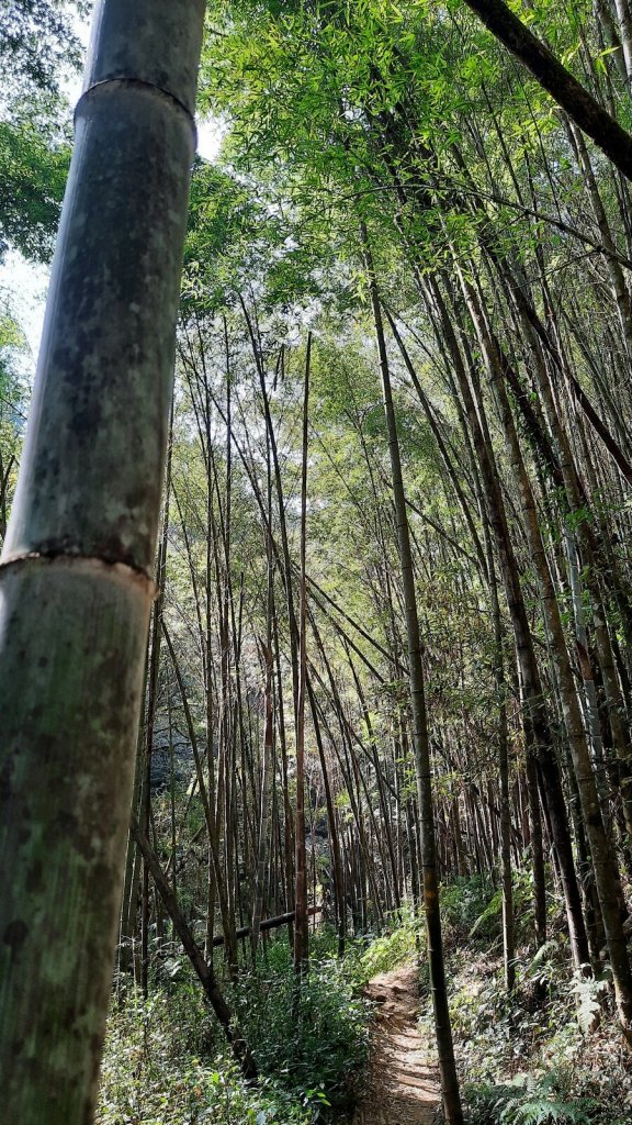 《南投》忘憂森林｜嶺頭山及金柑樹山O繞(留龍頭起登)20230318_2076789