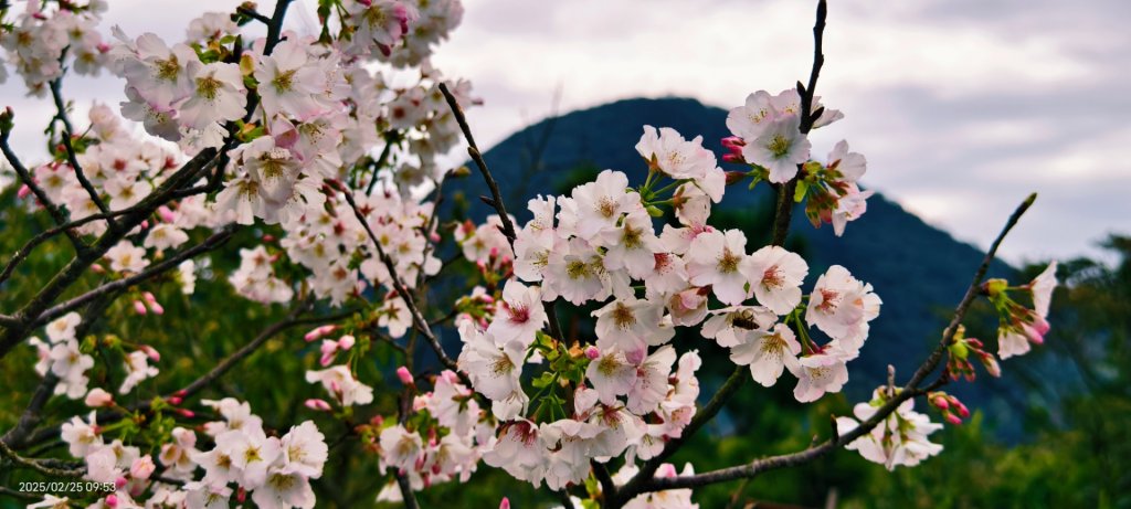 追花是簡單的快樂，賞花是恬淡的幸褔 2/25_2720092