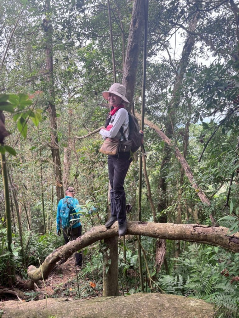 20251117新竹內灣三山四峰(內灣山.麥樹仁山南峰.麥樹仁山.白石湖山)_2939978