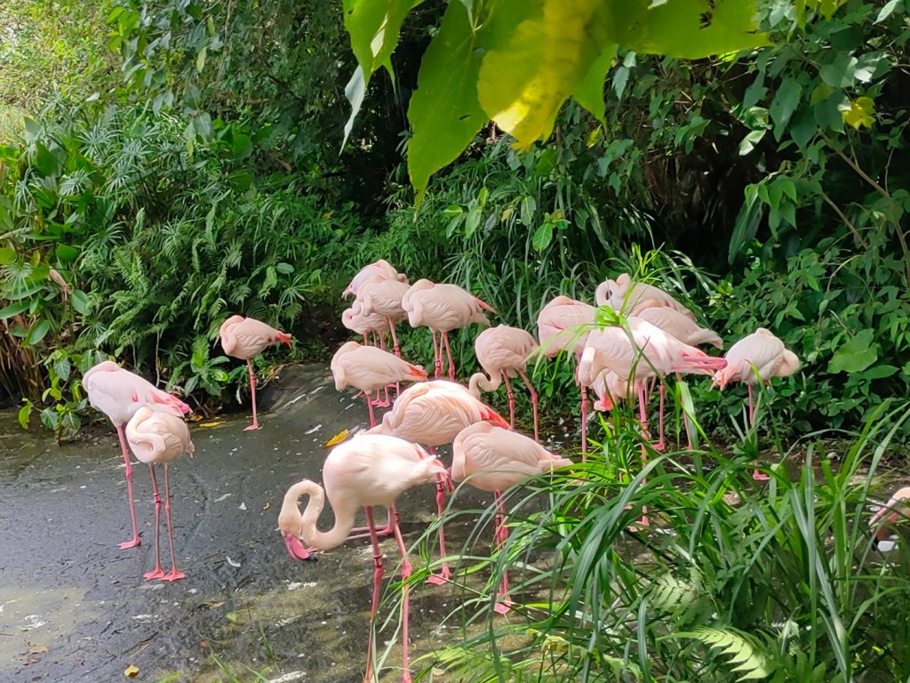 ［2023 健康大穀東］（30）：［台北市立動物園］（2023/9/5）封面圖