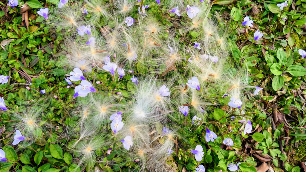 《蝶戀花。酸藤一生》封面圖