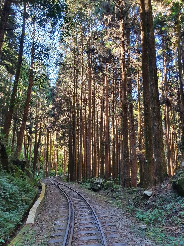 【阿里山鄉】二萬坪步道及神木黑森林_1585518