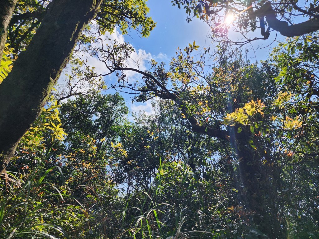 20250322-姜子寮山_2739991