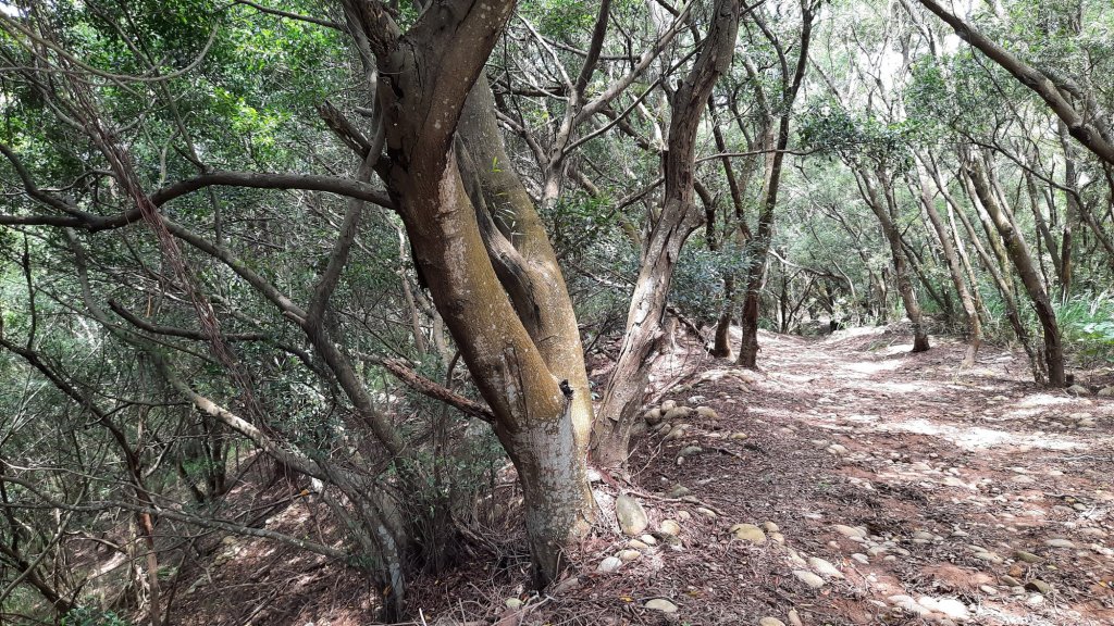 《台中》綠蔭夏蟬｜大肚環保公園登山步道O型20220626_1745188