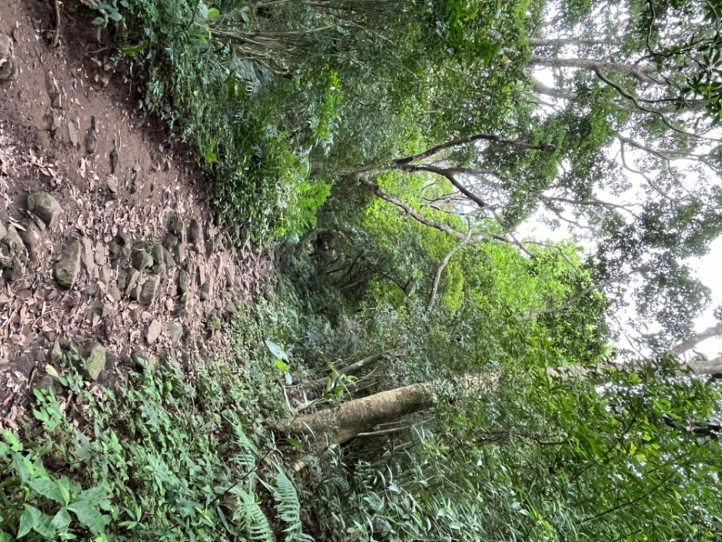 觀音山硬漢嶺_2532180