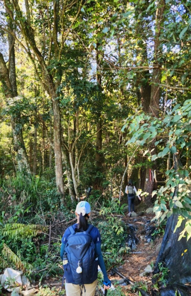 【中級山】五星級步道，谷關七雄馬崙山（八壯士進，斯可巴出）_2744948