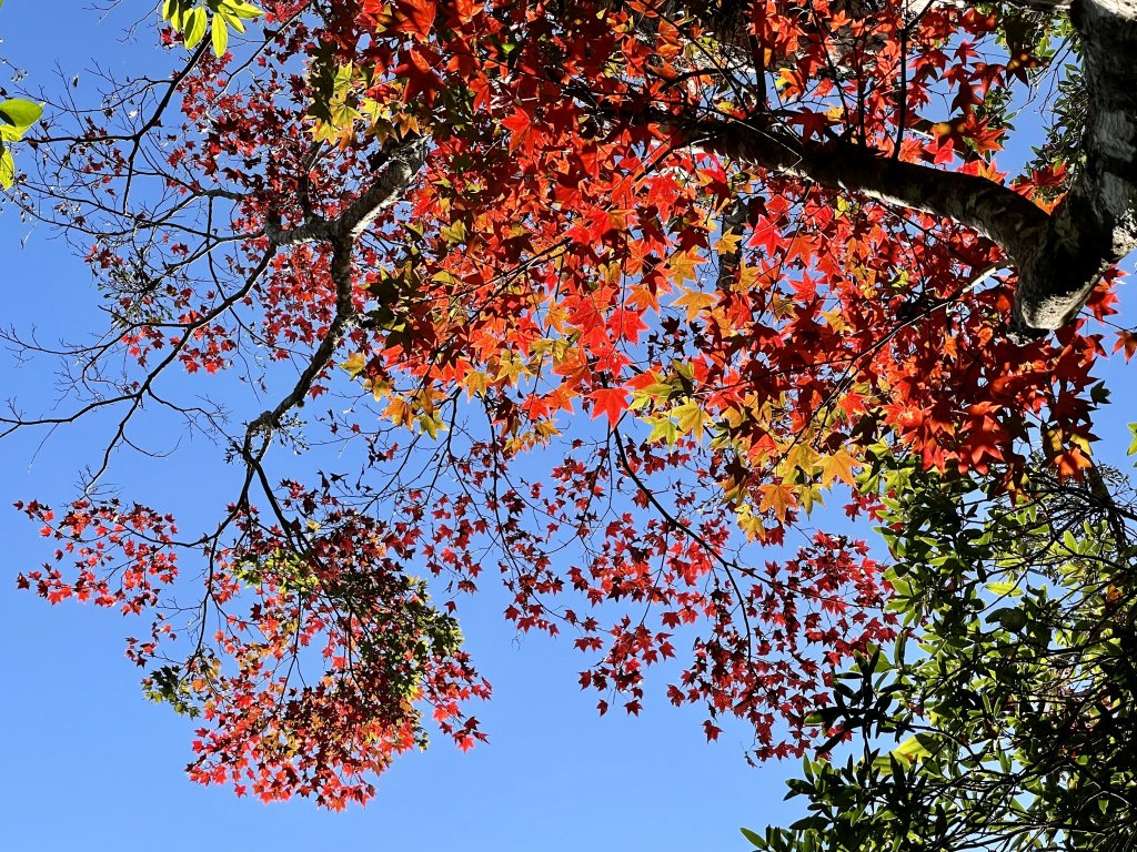 馬拉邦山-楓情萬種_1545590
