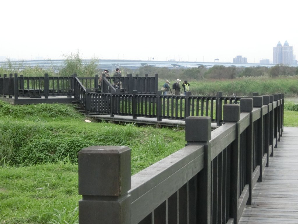 華江雁鴨自然公園_631820