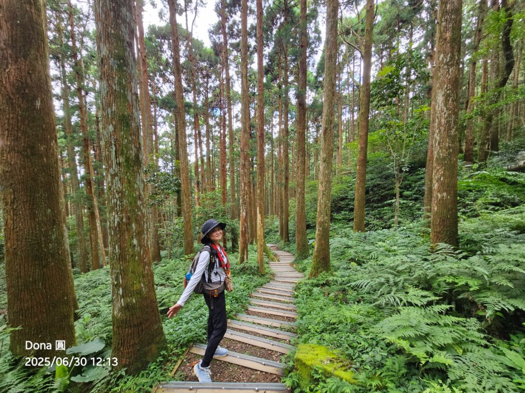 桃園小百岳東眼山(H1212m)封面圖