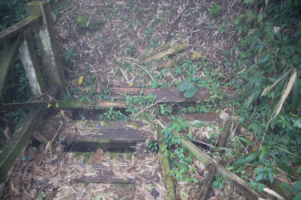 步道巡訪員│四大天王山步道一月巡訪日誌_817827