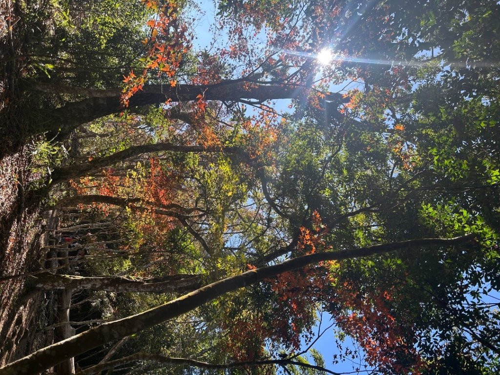 苗栗大湖-馬那邦山-小百岳037_2679926