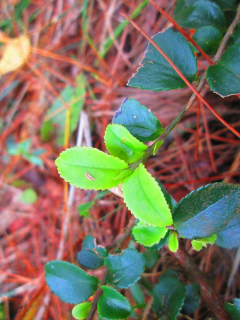 北一段 南湖前四峰_378570