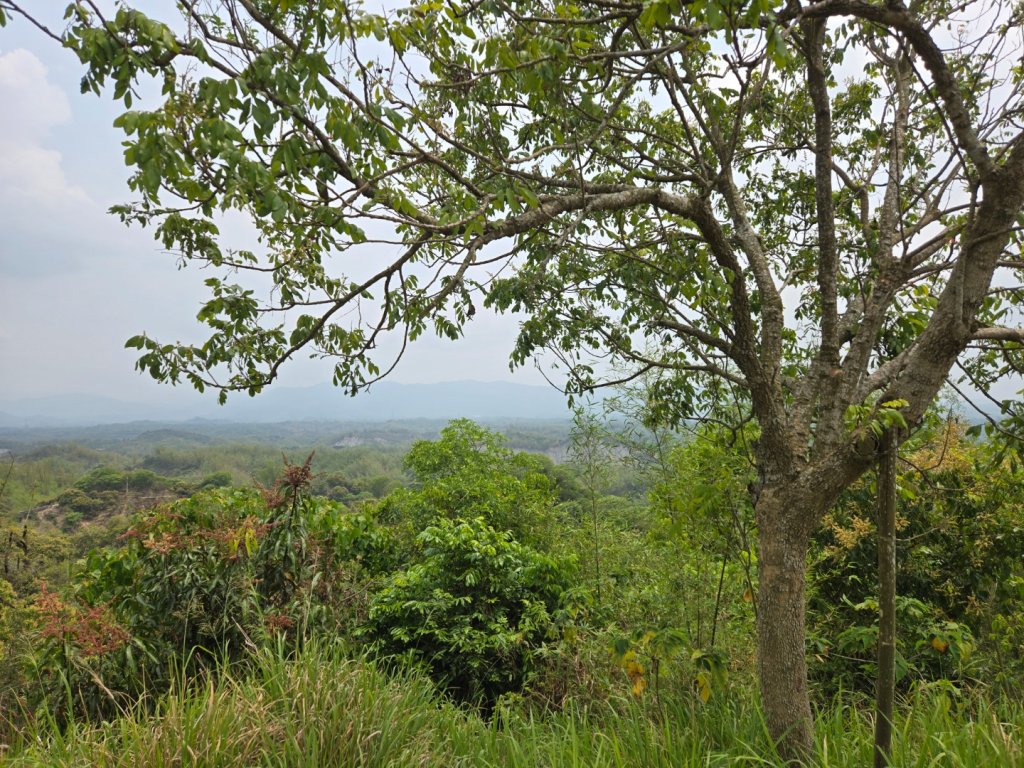 2025-04-07 左鎮後坑古道（牛港嶺）_2757666