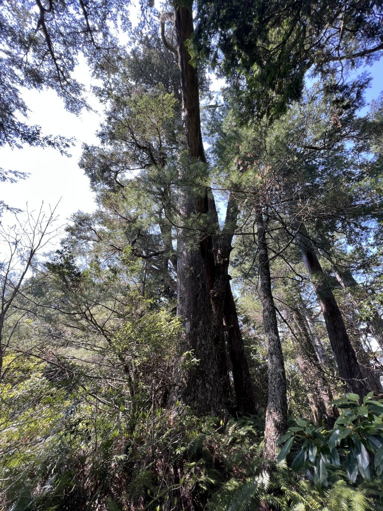 【奇萊東稜D3、4】立霧主山、帕托魯山出岳王亭_2107339