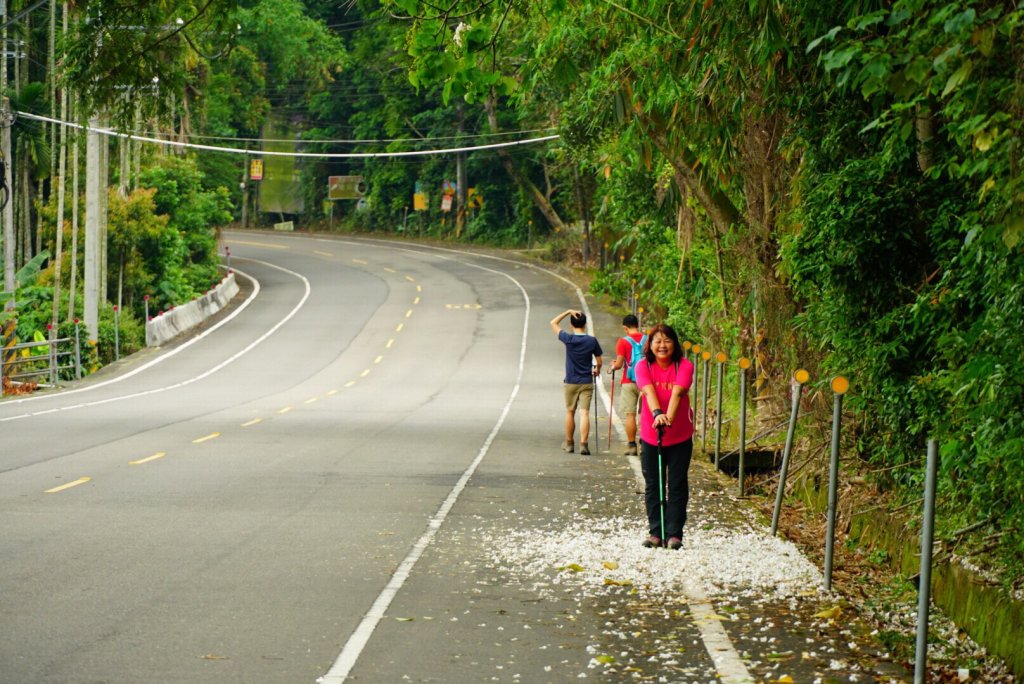 古坑荷苞山步道賞桐花_917291