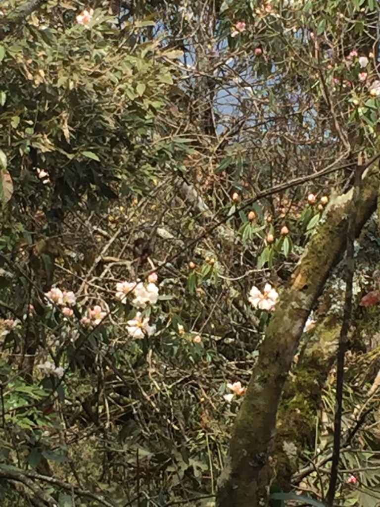 20160404苗栗加里山(二坪山入口)_34250