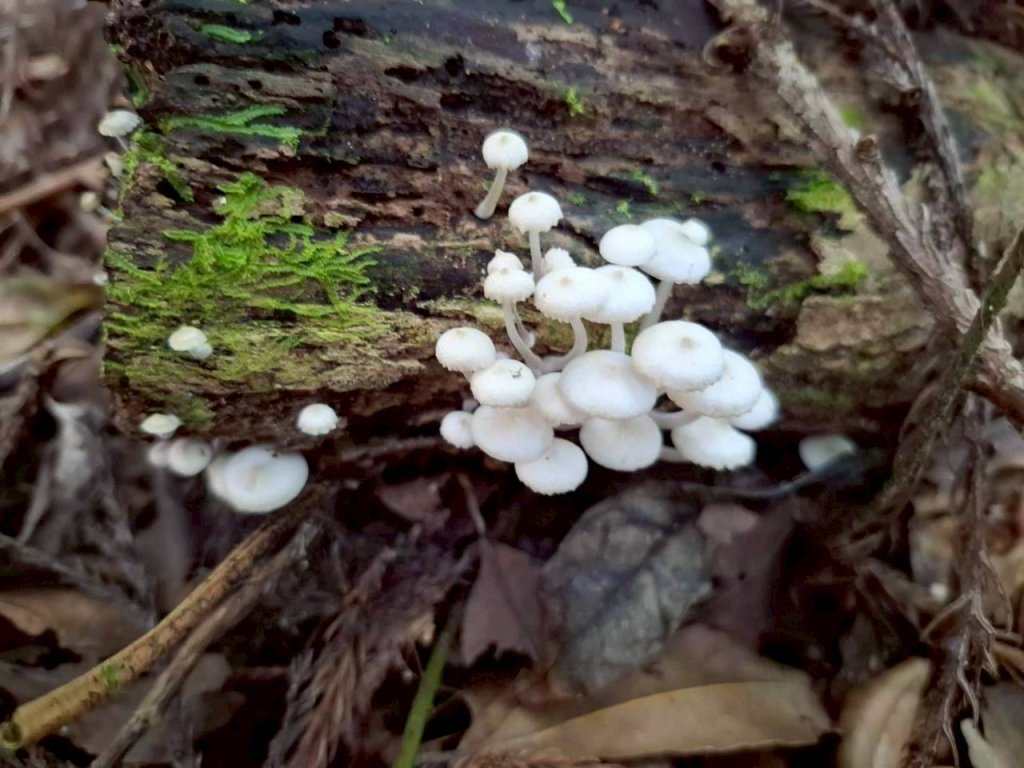 🌈11/9(日)高島縱走~高台山連走島田山山徑✨FB：熊熊趴爬走🌈_2932485