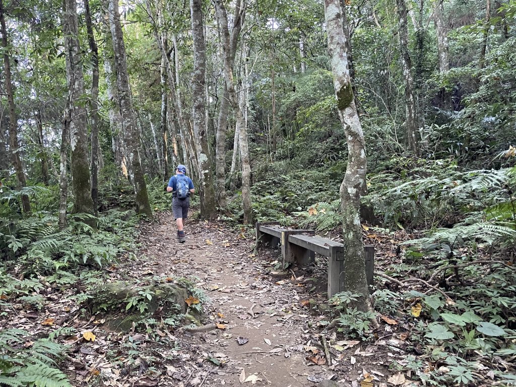 小百岳編號30-五指山112.11.04(原路折返)_2336907