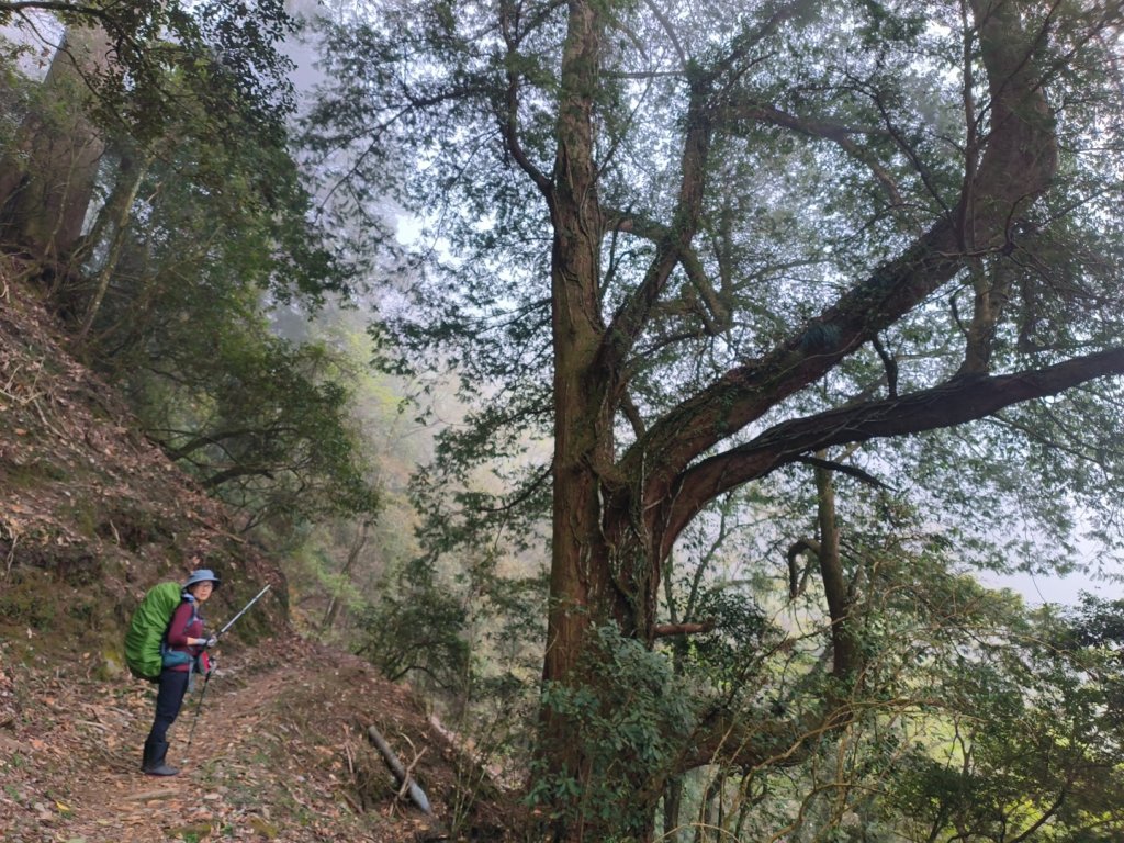 20240316 馬博8天縱走~第一天，東埔登山口到觀高工作站_2470731