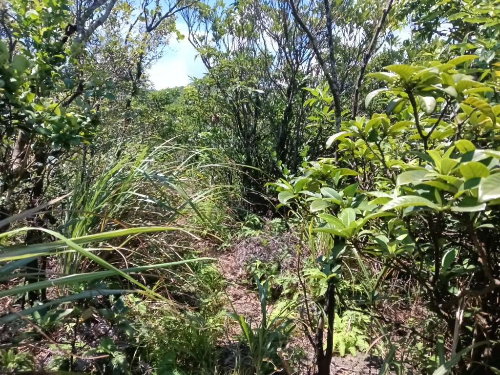 瑞芳區海園古道+鼻頭港稜+鼻頭山稜O型_2872804