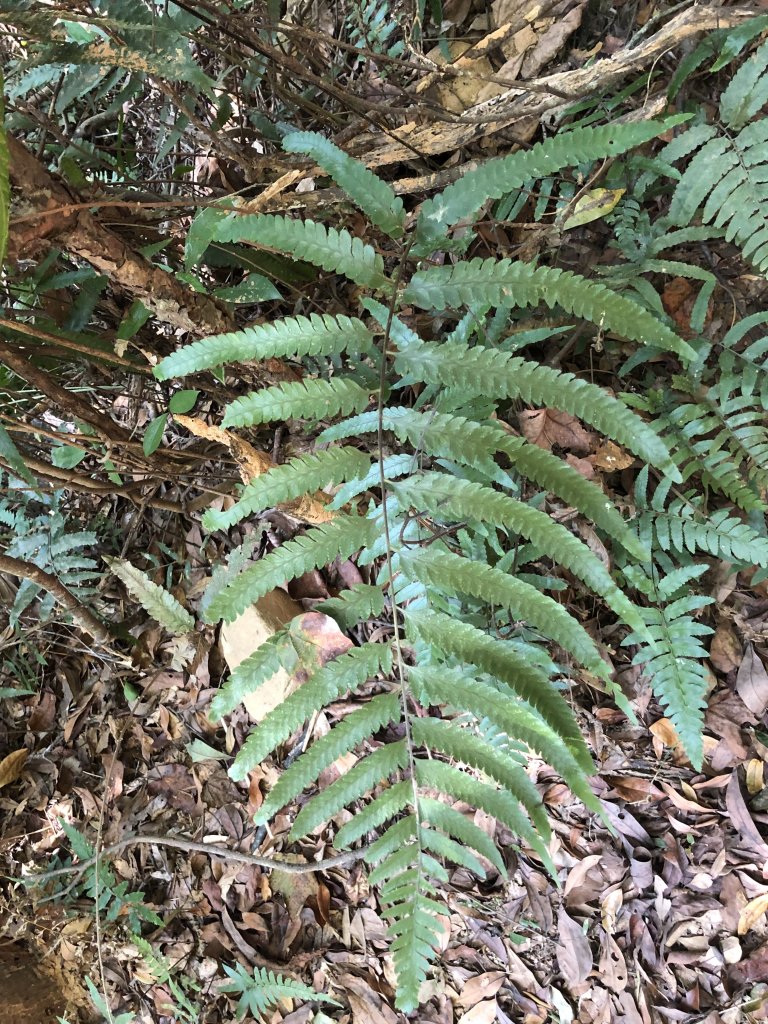 馬那邦山231123_2464240