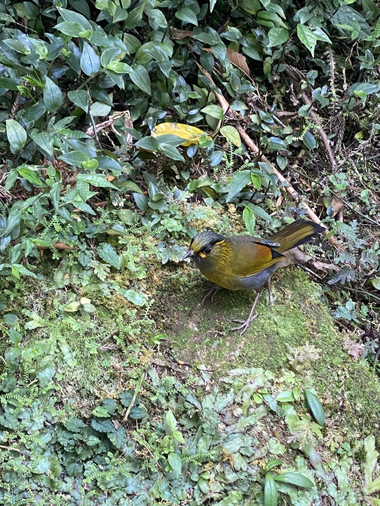 20240420 溪頭自然教育園區_2485353