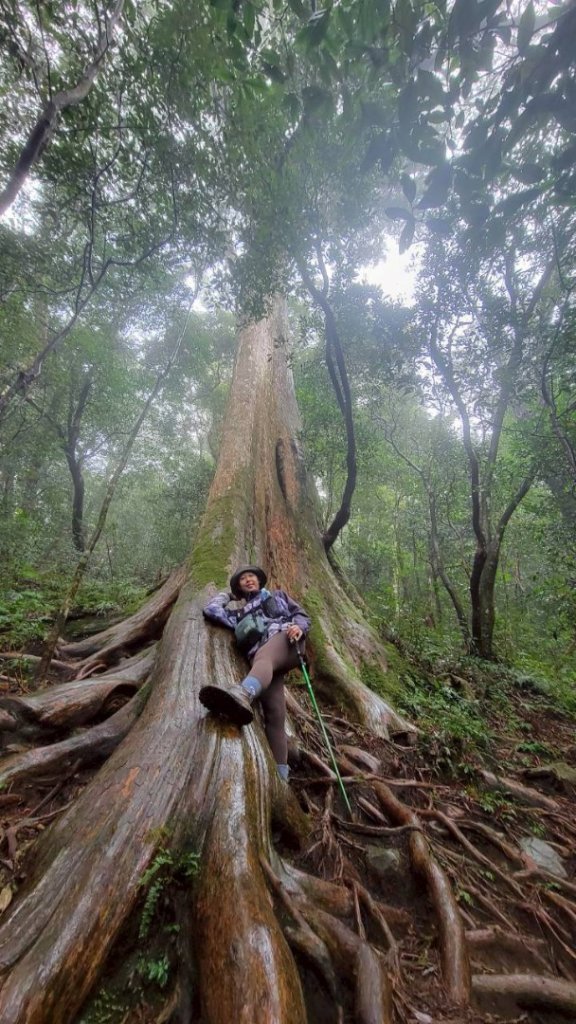北得拉曼神木群連走內鳥嘴山封面圖