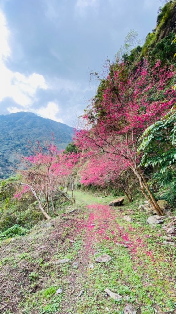 小鬼湖林道上亞泥迪山_1276972