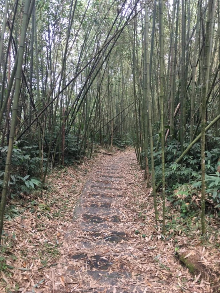 頂石棹步道群_445424