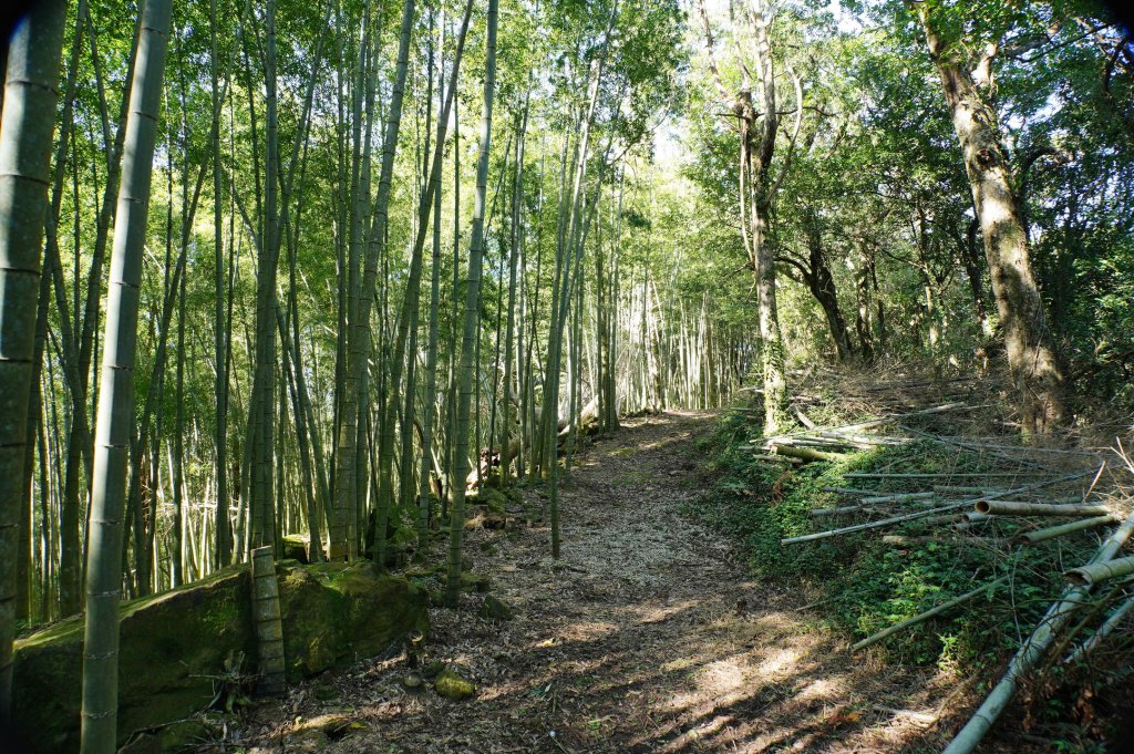 新北 三峽 內詩朗山、金平山_2950947
