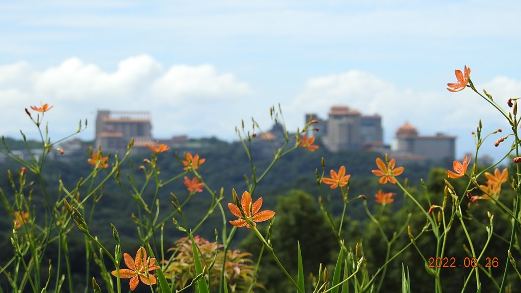 雲山水花鳥蝶-天龍國阿伯的日常6/25&26_1744947