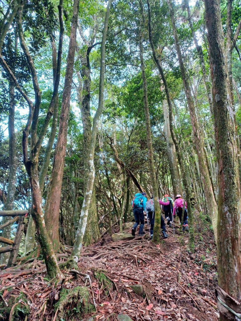 【台中和平】筆直的杉林.林相優美。 橫嶺山x沙連山P型_2869028