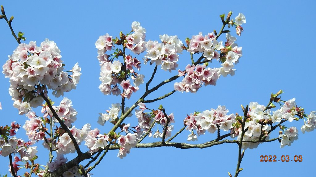 春暖花開，鳥語花香_1633949