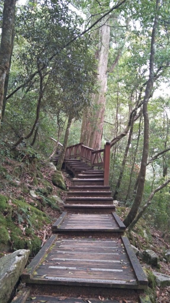 大雪山小神木步道+環站步道_914511